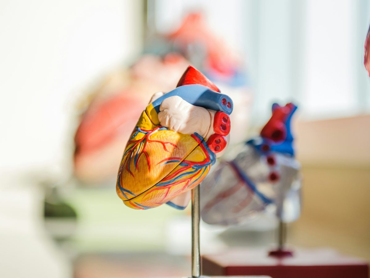 Focus photography of fake heart organ on a desk.